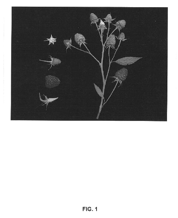 Figure 1 of US plant patent PP14761, the photograph of Driscoll Carmelina printed in the patent.