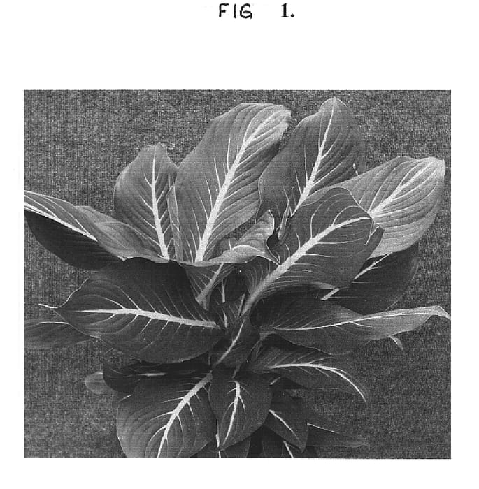 Figure 1 of US plant patent PP14762, the photograph of Sterling printed in the patent.
