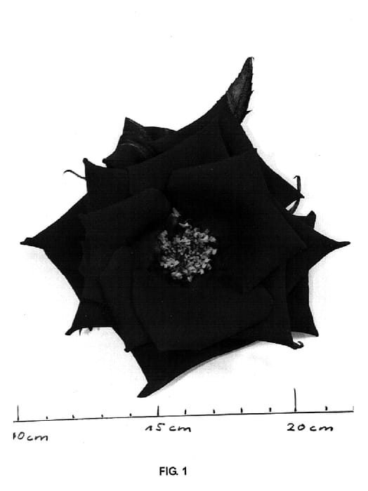 Figure 1 of US plant patent PP14763, the photograph of TANrelcig printed in the patent.