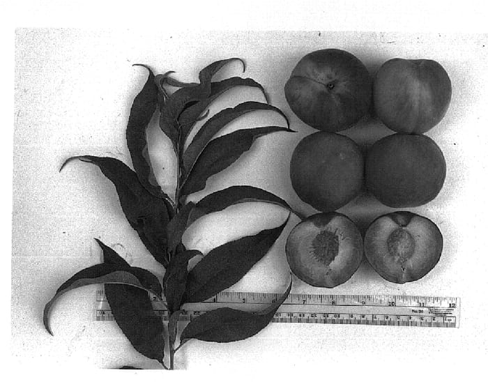 Figure 1 of US plant patent PP14764, the photograph of UFSun printed in the patent.
