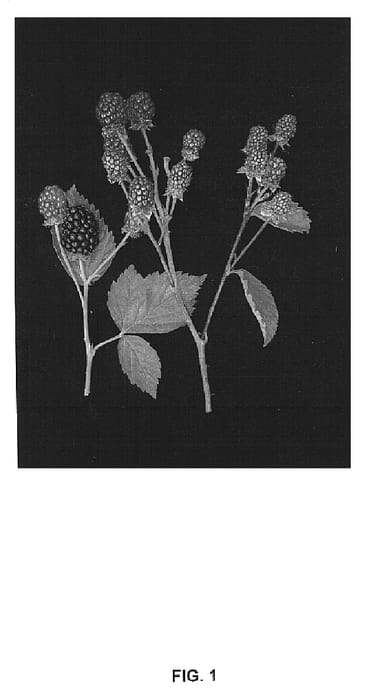 Figure 1 of US plant patent PP14765, the photograph of Driscoll Eureka printed in the patent.
