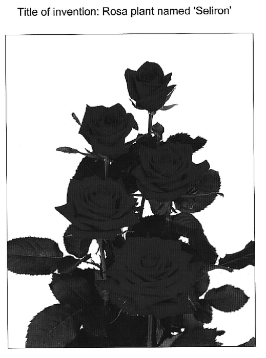 Figure 1 of US plant patent PP14766, the photograph of Seliron printed in the patent.