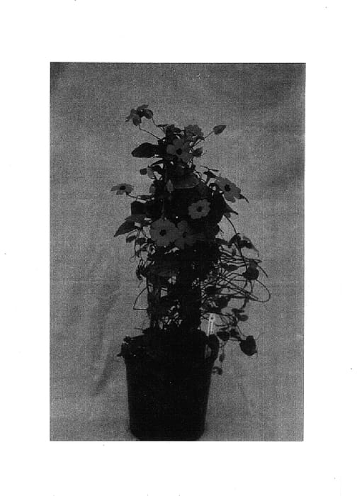 Figure 1 of US plant patent PP14767, the photograph of Orange Wonder printed in the patent.