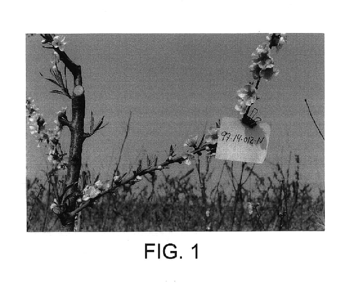 Figure 1 of US plant patent PP14768, the photograph of Platornec printed in the patent.