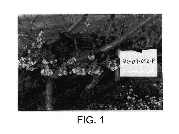 Figure 1 of US plant patent PP14769, the photograph of Platañomel printed in the patent.