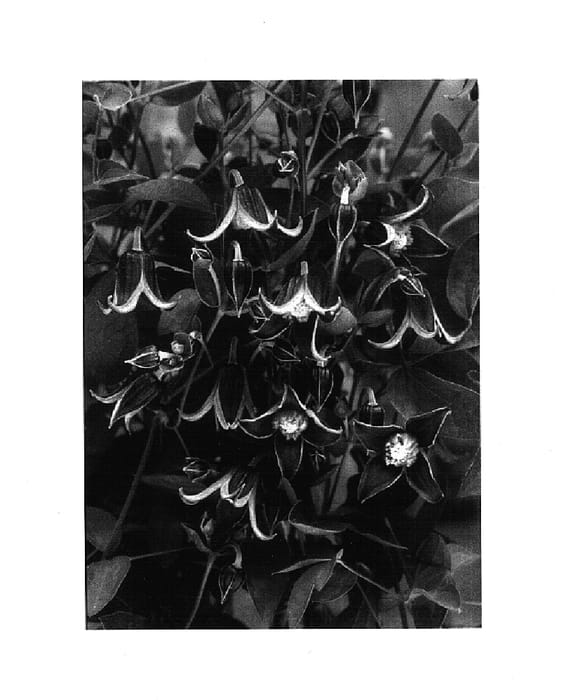 Figure 1 of US plant patent PP14770, the photograph of Fascination printed in the patent.