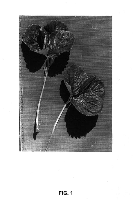 Figure 1 of US plant patent PP14771, the photograph of Driscoll Camarillo printed in the patent.