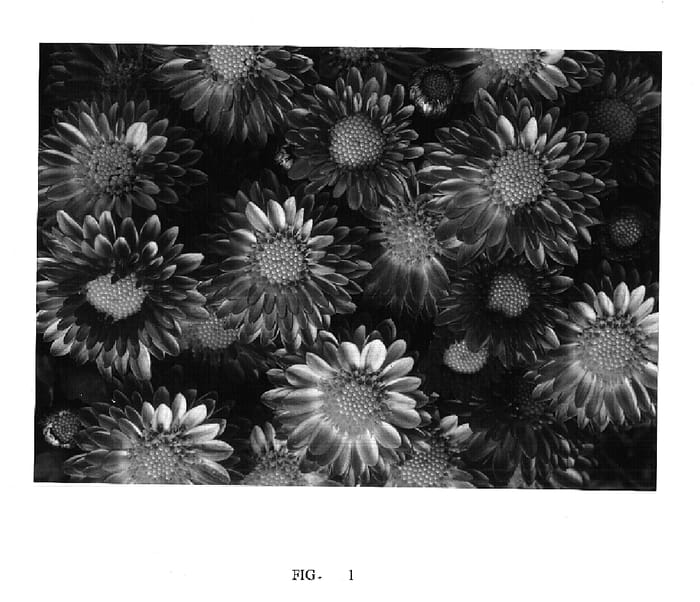 Figure 1 of US plant patent PP14772, the photograph of Moza SI 01 printed in the patent.