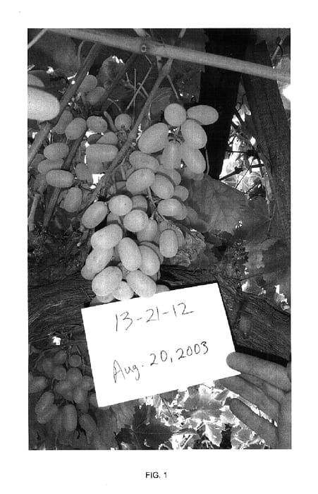 Figure 1 of US plant patent PP14773, the photograph of 13-21-12 printed in the patent.