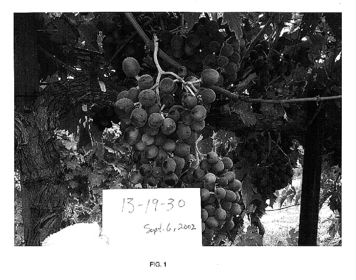 Figure 1 of US plant patent PP14774, the photograph of 13-19-30 printed in the patent.