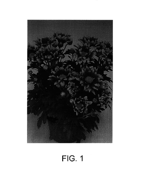 Figure 1 of US plant patent PP14775, the photograph of Hutch printed in the patent.