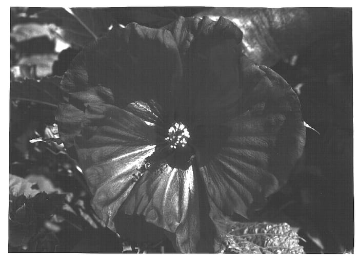 Figure 1 of US plant patent PP14776, the photograph of Robert Fleming printed in the patent.