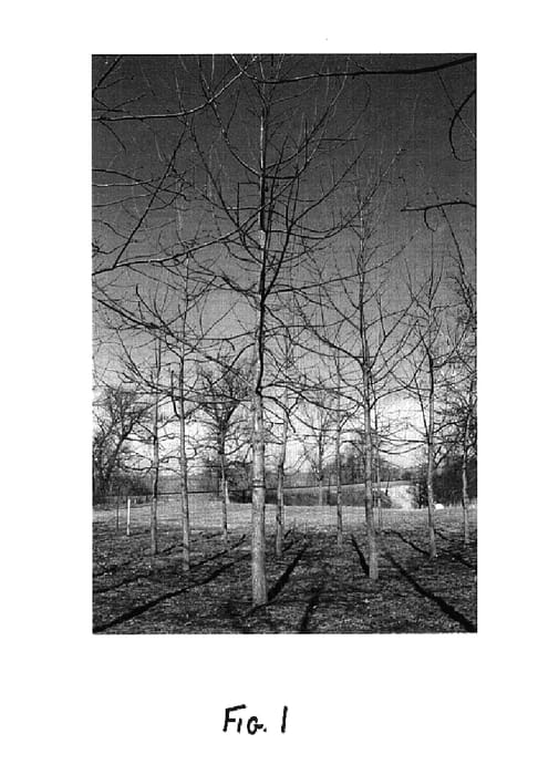 Figure 1 of US plant patent PP14777, the photograph of Beineke 4 printed in the patent.