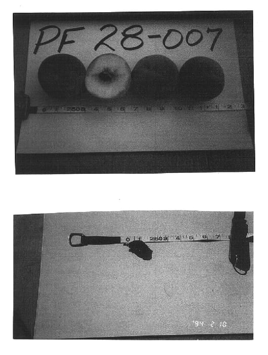 Figure 1 of US plant patent PP14778, the photograph of P.F. 28-007 peach tree origin of variety printed in the patent.