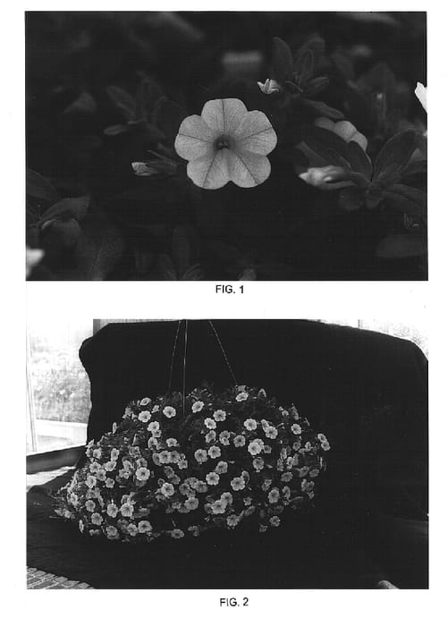Figure 1 of US plant patent PP14779, the photograph of Kakegawa S46 printed in the patent.