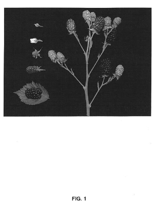 Figure 1 of US plant patent PP14780, the photograph of Driscoll Cowles printed in the patent.