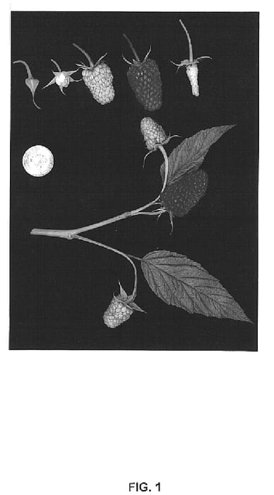 Figure 1 of US plant patent PP14781, the photograph of Driscoll Madonna printed in the patent.
