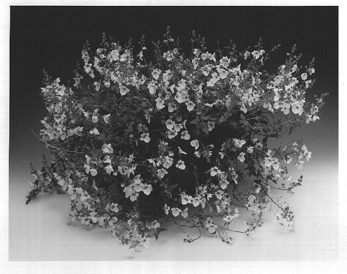 Figure 1 of US plant patent PP14782, the photograph of Diastara printed in the patent.