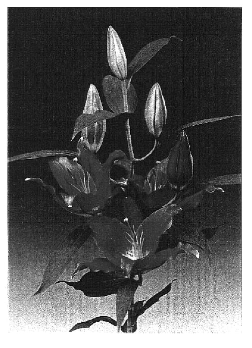 Figure 1 of US plant patent PP14783, the photograph of Rousillon printed in the patent.
