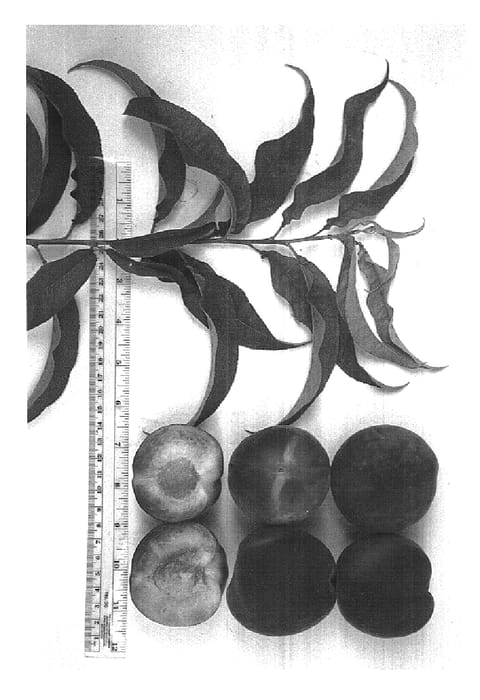 Figure 1 of US plant patent PP14784, the photograph of UFBeauty printed in the patent.