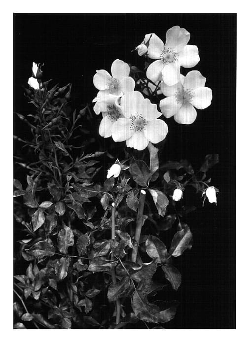 Figure 1 of US plant patent PP14785, the photograph of Orawichkay printed in the patent.
