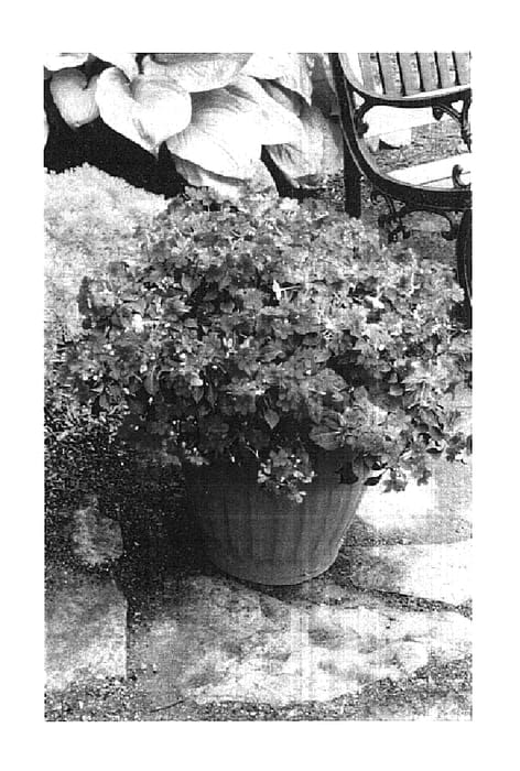 Figure 1 of US plant patent PP14786, the photograph of Balpixsang printed in the patent.