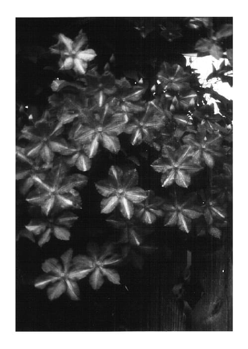 Figure 1 of US plant patent PP14787, the photograph of Sprinkles printed in the patent.