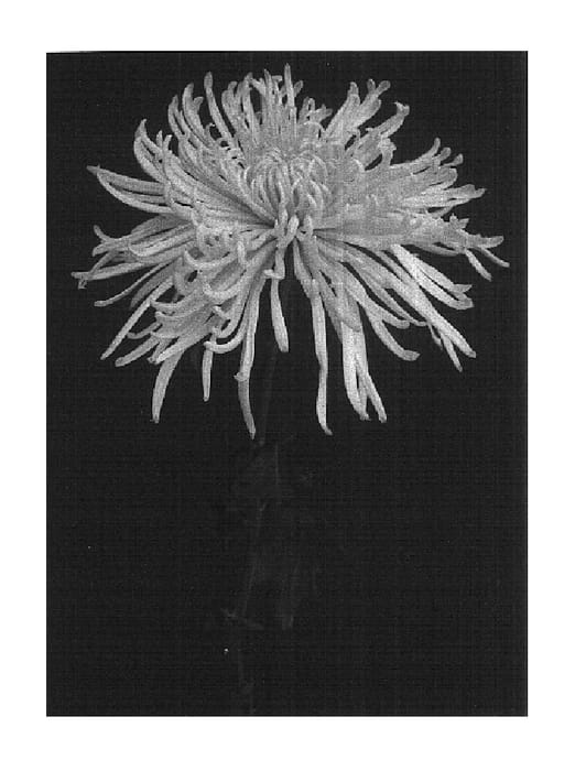 Figure 1 of US plant patent PP14788, the photograph of Treat printed in the patent.