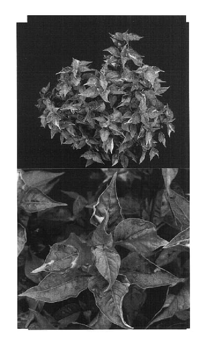 Figure 1 of US plant patent PP14789, the photograph of Partytime printed in the patent.
