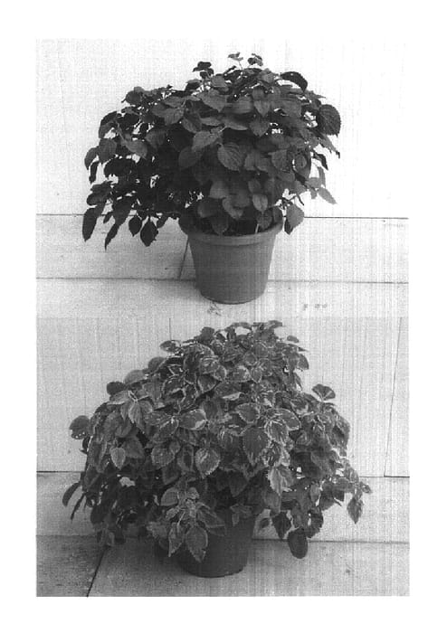 Figure 1 of US plant patent PP14790, the photograph of Sedona printed in the patent.