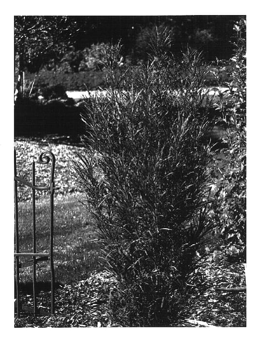 Figure 1 of US plant patent PP14791, the photograph of Ron Williams printed in the patent.