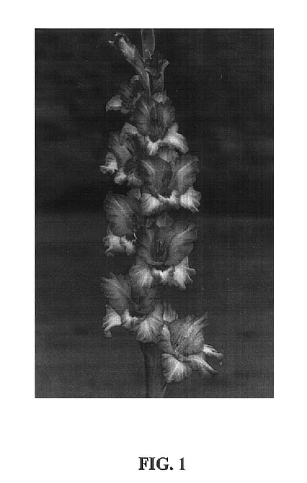 Figure 1 of US plant patent PP14792, the photograph of Magic Lavender printed in the patent.
