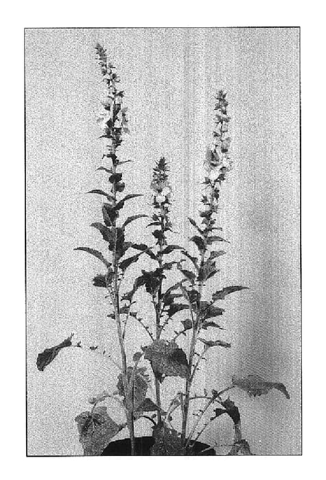 Figure 1 of US plant patent PP14793, the photograph of Buttercup printed in the patent.