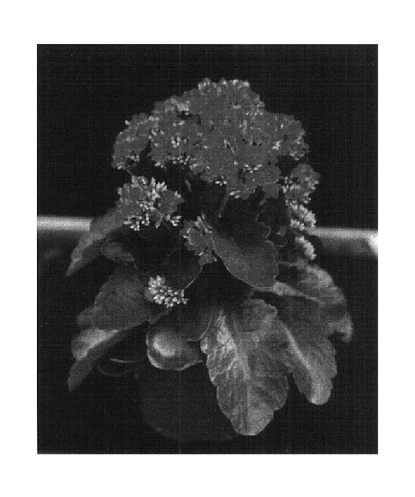 Figure 1 of US plant patent PP14794, the photograph of Forever Maxi Orange Glow printed in the patent.