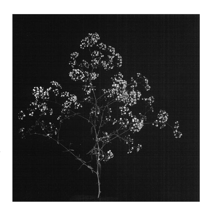 Figure 1 of US plant patent PP14795, the photograph of Dangypink printed in the patent.