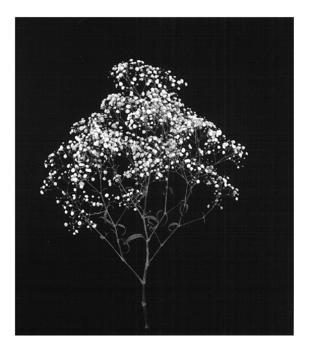 Figure 1 of US plant patent PP14796, the photograph of Dangypurna printed in the patent.