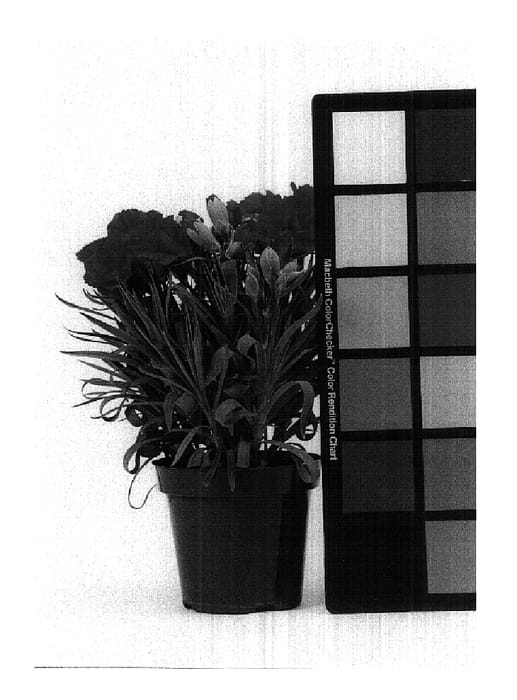 Figure 1 of US plant patent PP14797, the photograph of CFPC Tiara printed in the patent.