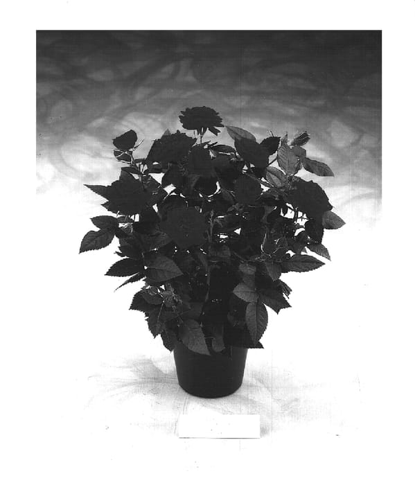 Figure 1 of US plant patent PP14798, the photograph of POULhi005 printed in the patent.