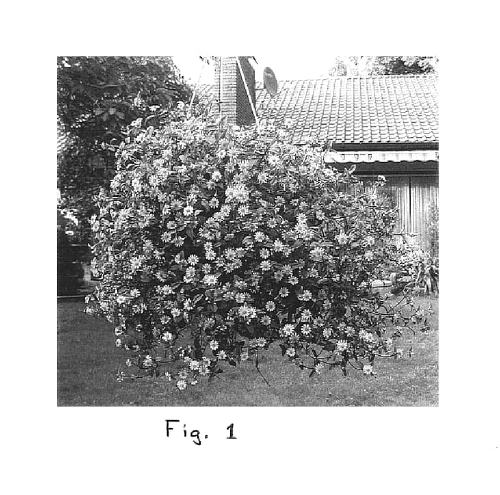 Figure 1 of US plant patent PP14799, the photograph of Wessastar printed in the patent.