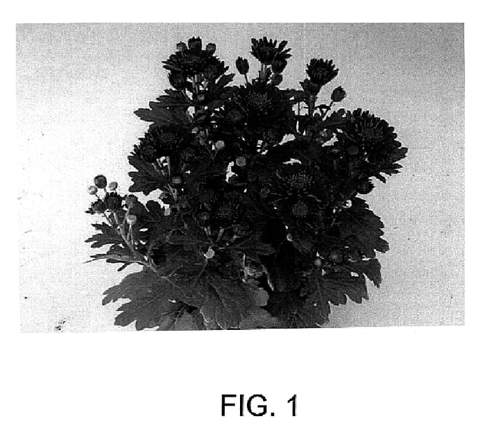 Figure 1 of US plant patent PP14800, the photograph of MC Brian printed in the patent.