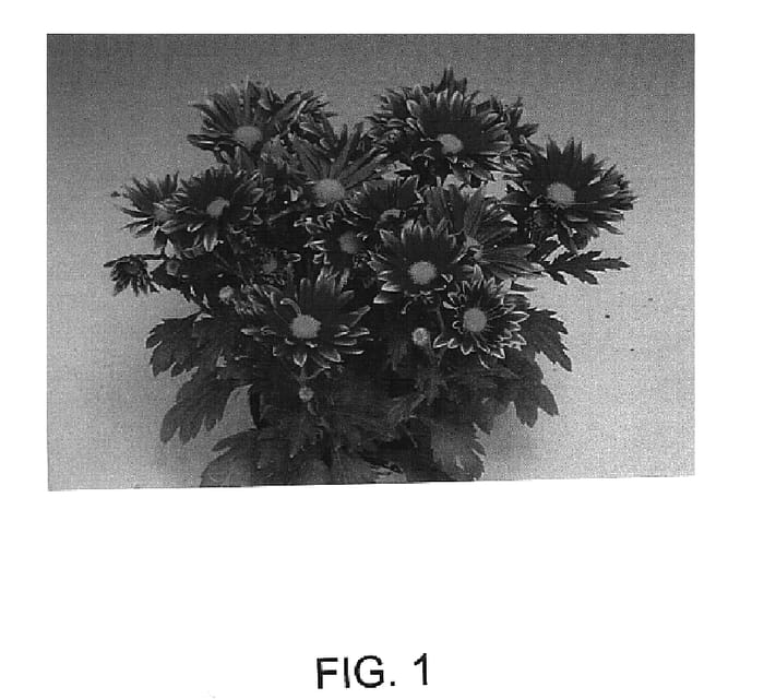 Figure 1 of US plant patent PP14801, the photograph of Marvine printed in the patent.