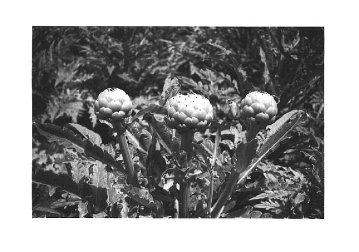 Figure 1 of US plant patent PP14802, the photograph of PS-IG0092 printed in the patent.