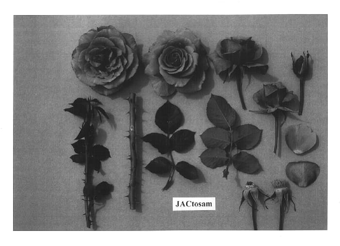 Figure 1 of US plant patent PP14803, the photograph of JACtosam printed in the patent.