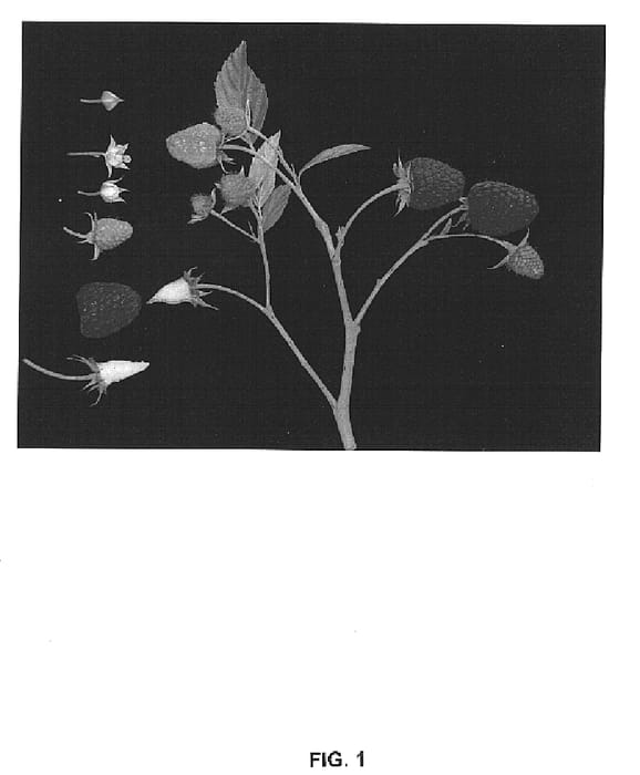 Figure 1 of US plant patent PP14804, the photograph of Driscoll Maravilla printed in the patent.