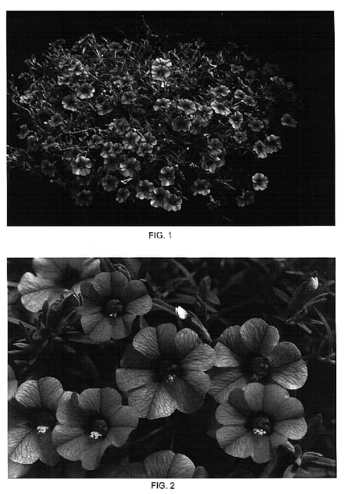 Figure 1 of US plant patent PP14805, the photograph of Kakegawa S51 printed in the patent.