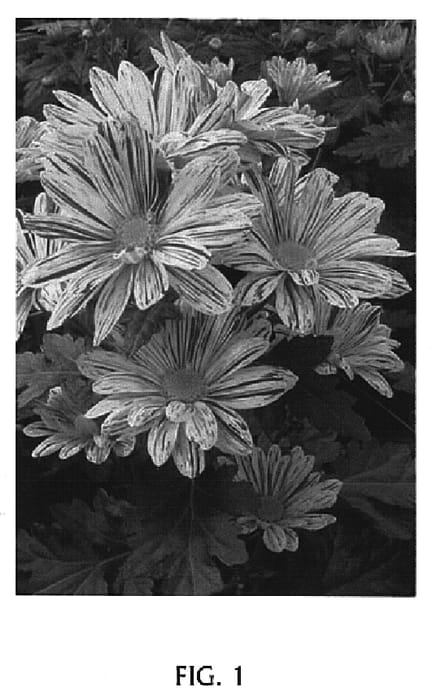Figure 1 of US plant patent PP14806, the photograph of Artist Yellow printed in the patent.