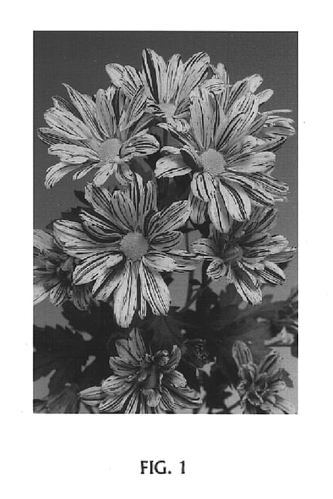 Figure 1 of US plant patent PP14807, the photograph of Artist Pink printed in the patent.