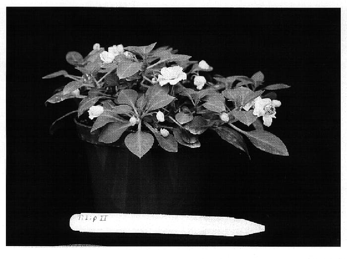 Figure 1 of US plant patent PP14808, the photograph of TiLipII printed in the patent.