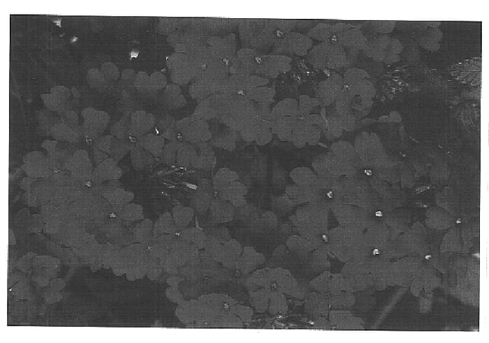 Figure 1 of US plant patent PP14809, the photograph of Lan Red printed in the patent.