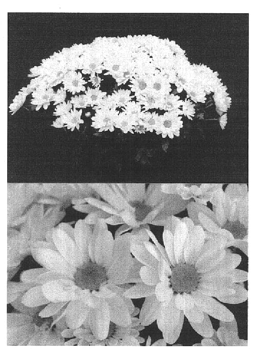 Figure 1 of US plant patent PP14810, the photograph of Sunny Yoshasta printed in the patent.